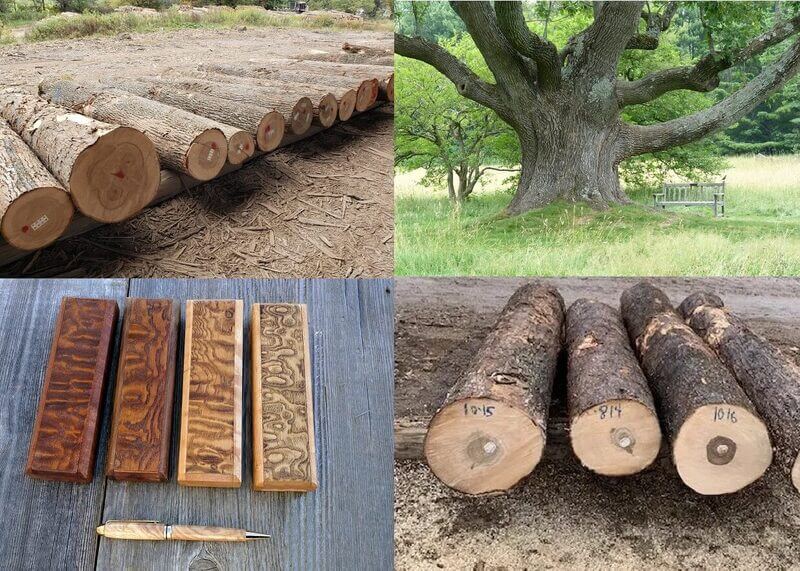 Các loại gỗ tần bì tự nhiên